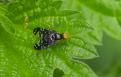 Platyparea discoidea