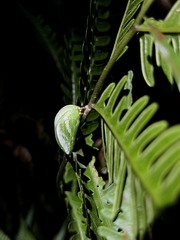 Polyura