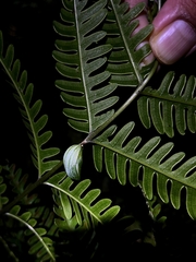 Polyura