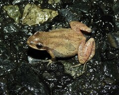 Pseudacris kalmi