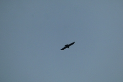 Corvus corax
