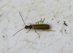 Rhagonycha lignosa