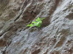 Tectaria devexa
