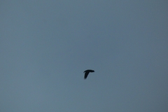 Corvus corax