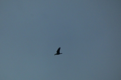 Corvus corax