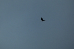 Corvus corax