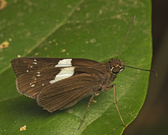 Notocrypta waigensis