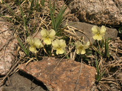 Viola altaica