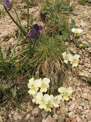 Viola altaica