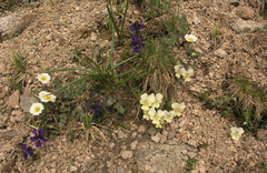 Viola altaica
