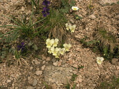 Viola altaica