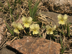 Viola altaica