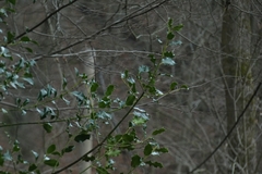 Ilex aquifolium