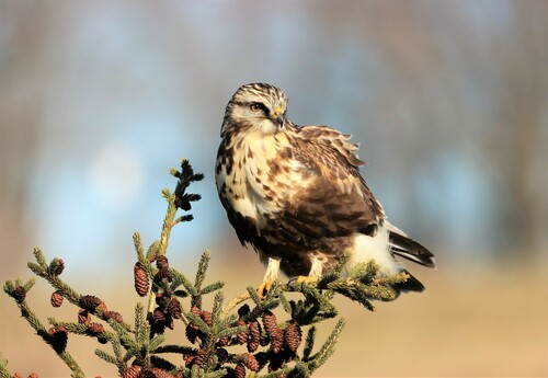 Rough-legged Hawk, photo 4 of 9