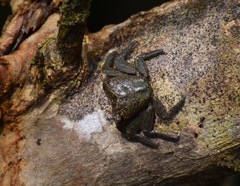 Aratus pisonii