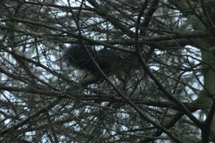 Sciurus vulgaris