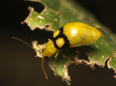 Monolepta oculata