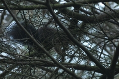 Sciurus vulgaris