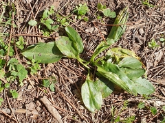 Biarum dispar