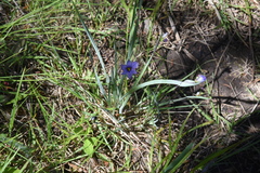 Sisyrinchium montanum