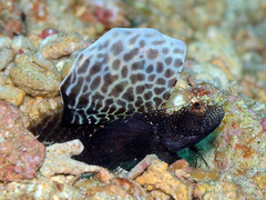 Tomiyamichthys emilyae