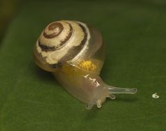Coneuplecta pampini