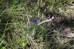 Sisyrinchium montanum