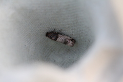 Notocelia incarnatana