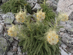 Cirsium funkiae