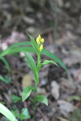Cephalanthera falcata