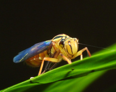 Lissoscarta