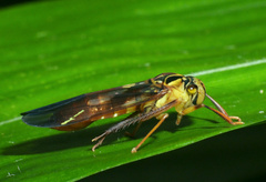 Lissoscarta