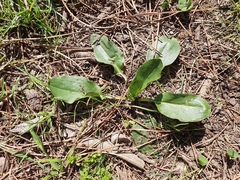 Biarum dispar