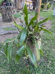 Prosthechea cochleata