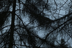 Pinaceae