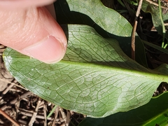 Biarum dispar
