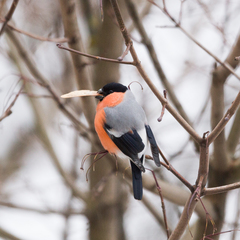Pyrrhula pyrrhula