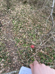 Lonicera fragrantissima