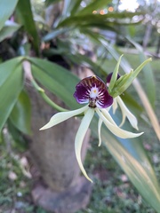 Prosthechea cochleata