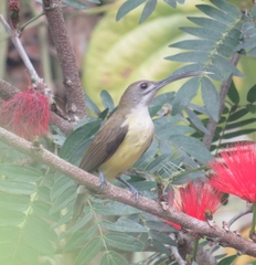 Arachnothera longirostra