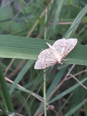 Herpetogramma dorsipunctalis