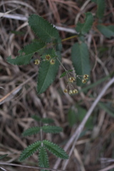 Potentilla discolor