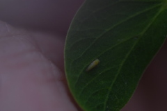 Acizzia jamatonica