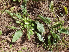 Biarum dispar