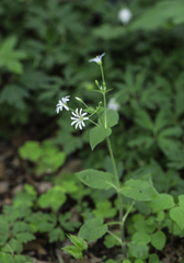 Stellaria nemorum