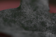 Erysiphe pseudolonicerae