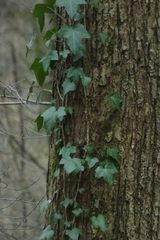 Hedera helix