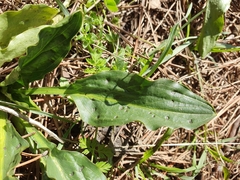 Biarum dispar