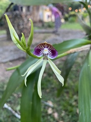 Prosthechea cochleata