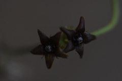 Vincetoxicum versicolor